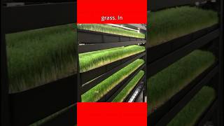 How is barley seed hay made in factories shorts grass animals education [upl. by Woolley289]