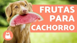 8 FRUTAS PARA CACHORROS seus benefícios e dose recomendadas [upl. by Hi]