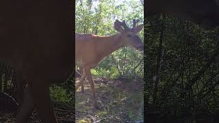 Whitetail Deer Growing Velvet Antlers [upl. by Caldwell912]