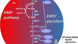 Embden Meyerhof parnas pathway as a Red blood cell metabolism Route [upl. by Eidnarb]