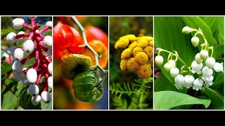 Killer Plants  Most Poisonous Plants of the World [upl. by Agata]