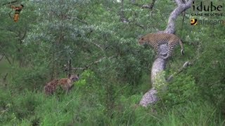 Leopard Avoids Hyena By Climbing A Dead Tree  Wildlife Interactions [upl. by Irmina623]