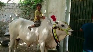 Sufyan Khan enjoy Bull ride shortvideos governersindh kamrantessori cowvideos cowlover [upl. by Almeta768]