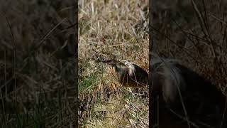 American Bittern Pumbing birds nature shorts [upl. by Kennard]