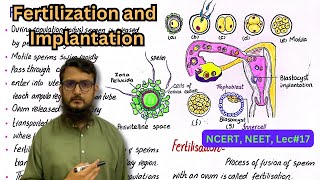 fertilization and implantation  NEET  NCERT  class 12 [upl. by Cavanagh982]