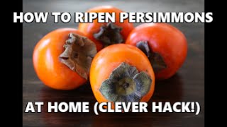 How To Ripen Persimmons At Home Clever Hack [upl. by Ahsiekat]