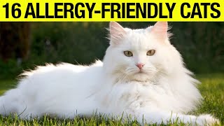 TOP 16 Hypoallergenic Cat Breeds No Shedding No Smell [upl. by Mcclelland]