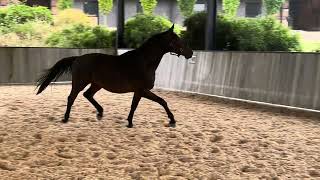 Springside Silvestrin  2020 Brown Gelding [upl. by Nawuj]