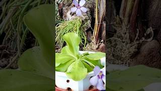 Pinguicula or ButterwortsUnusual Way of Propagation [upl. by Azaria]