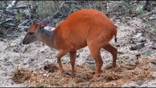 Red forest duiker Cephalophus natalensis at Tembe Elephant Park africam  exploreorg [upl. by Anelyak]