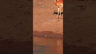 NILE Crocodiles COOPERATIVE HUNTING Impala shorts short nature [upl. by Farrand48]