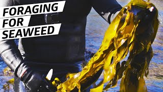 How Chef Jacob Harth Harvests and Cooks Wild Seaweed — Deep Dive [upl. by Abell384]