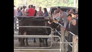 Vila RealSanto António em Lordelo com a tradicional Feira de Gado [upl. by Akimehs476]