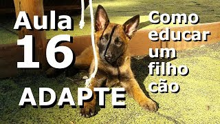 Curso de adestramento Como educar um filho cão  Aula 16  Adaptação de um cão ao lar [upl. by Ninel]