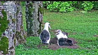 2018 Laysan Albatross Cam Season Is Live – Jan 25 2018 [upl. by Alohs]