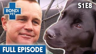 Prison Inmates Training Puppies 🗝  Bondi Vet Season 1 Ep8  Bondi Vet Full Episodes  Bondi Vet [upl. by Ihcego]