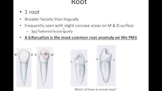 9 Mandibular Premolars  NBDE Part 1 Boards Study [upl. by Iney]