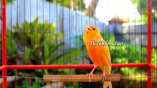 Canary song for mating training of beautiful Belgian canaries 130 [upl. by Dorothea139]