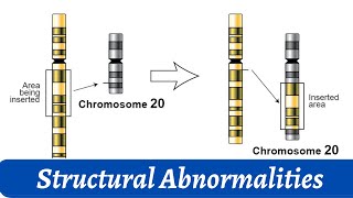 Structural Abnormalities Of Chromosomes  Chromosomal study  Histology [upl. by Aleacin630]