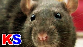 Who Can Win A Rat Race  Kenny vs Spenny [upl. by Chere]