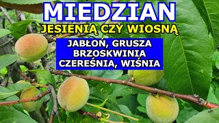 Miedzian Jesienią czy Wiosną  Kiedy używać Miedzian i na jakie Rośliny Brzoskwinia Jabłoń Grusza [upl. by Rehsa]