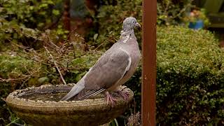 Bedraggled woodpigeon [upl. by Fauver]