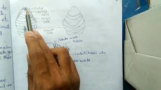 BRACHIOPODS  MORPHOLOGY HINDI [upl. by Yllah]