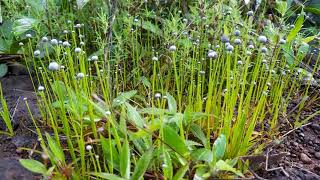 Eriocaulon eurypeplon tiny plants and extinction [upl. by Acila395]