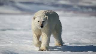 Polar bear encounters in SvalbardIsbjørn på Svalbard [upl. by Annoid742]