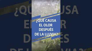 ¿Qué causa el olor a tierra mojada [upl. by Favata]