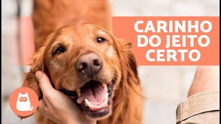 Como e onde acariciar um cachorro 🐶👋🏻 Áreas Favoritas e Áreas Proibidas [upl. by Bruce]