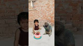 🌹ritika aur 🙏monkey ❤️ka happy🔥 birthday 💯trending youtubeshorts virlshort video [upl. by Medardas]