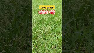 𝙇𝙤𝙫𝙚𝙜𝙧𝙖𝙨𝙨 सीतेचे पोहे shorts short grass forest nature botanylove botanyworld biology sita [upl. by Havard]