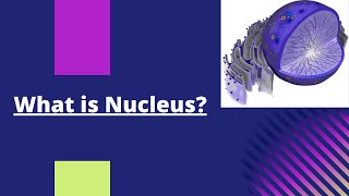 NucleusStructure of nucleusFunction of nucleusChromosomesNucleolusNuclear poresNucleus [upl. by Yrrum]