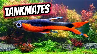 Top 6 Endlers Livebearer Tankmates [upl. by Nosle]