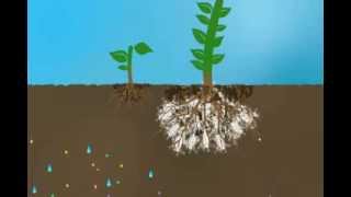 Mycorrhizae Helps Reduce Nutrient Run Off [upl. by Chow]