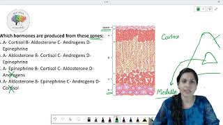 Adrenal gland  cortex and medulla MCQ [upl. by Kutzer963]