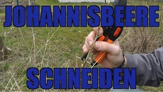 Johannisbeerenschnitt  Wie schneide ich Johannisbeeren [upl. by Labannah178]