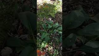 Comfrey plus nitrogen fixing tree permaculture garden homesteading [upl. by Iago]