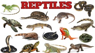 Reptiles Names  Interesting Facts About Some Famous Reptiles  reptiles [upl. by Christabella597]