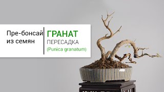 Пребонсай из граната Пересадка  Pomegranate pre bonsai tree Repotting [upl. by Wandis]