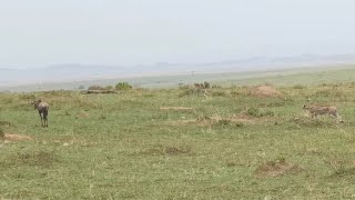 Wildebeest turns the tables on a cheetah [upl. by Gean715]