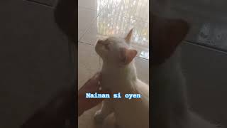 The mothers white cat is being spoiled and asks to be petted cat whitecat cute [upl. by Trab]