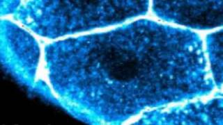 Erstmals in 3D gefilmt Ein Zebrafischembryo auf dem Weg ins Leben [upl. by Schreibman]