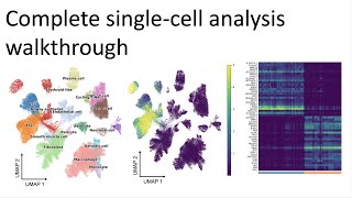 Complete singlecell RNAseq analysis walkthrough  Advanced introduction [upl. by Eintruoc441]