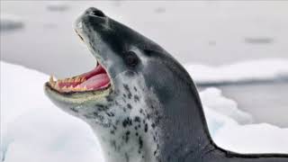 Leopard seal calls [upl. by Carrelli]