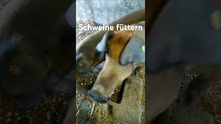 Schweine füttern schweine [upl. by Bechler]