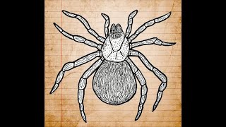 Cascade Funnel Web Spider Song [upl. by Axia]