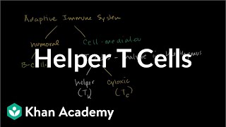 Helper T cells  Immune system physiology  NCLEXRN  Khan Academy [upl. by Edette184]