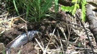 Long Tailed Garter Snake Elapsoidea sundevalli longicauda [upl. by Crotty86]